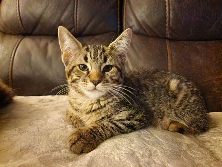 Pure breed silver bangle and Siberian maine coon 