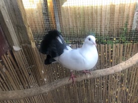 Pigeons for sale- fantails, afghans and polish butterflies 