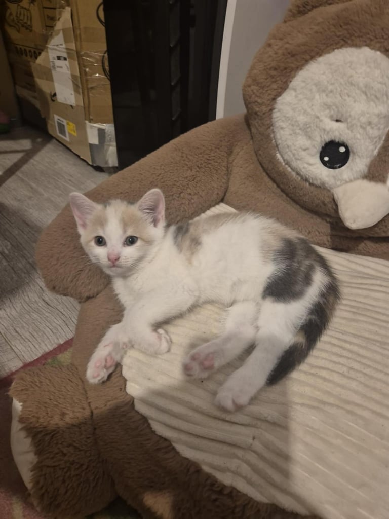 2 female kittens 