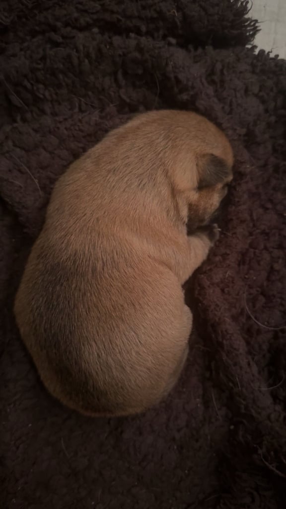 PUPPIES FOR SALE