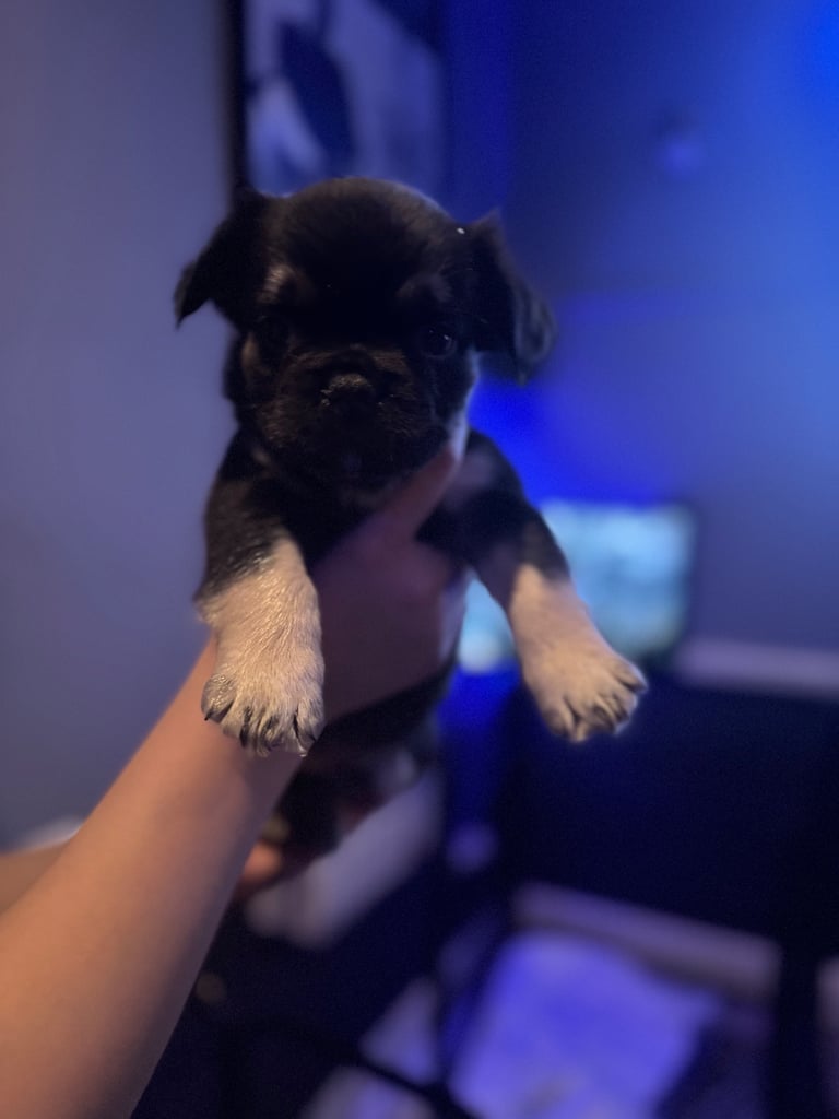 Beautiful Frenchbulldogs 