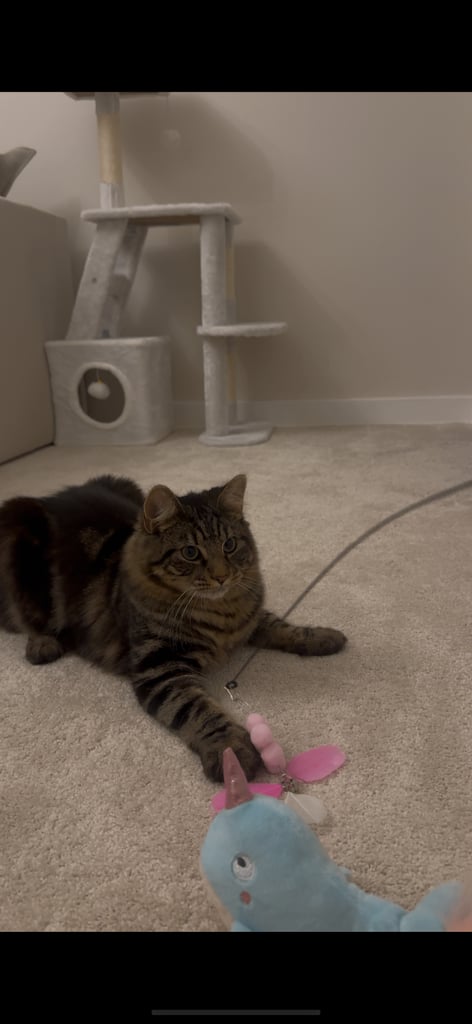 Male & Female cat 
