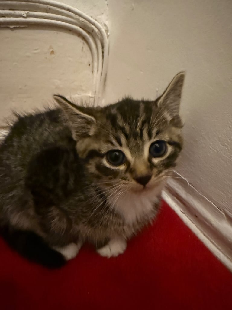 Kittens looking for a lovely home 