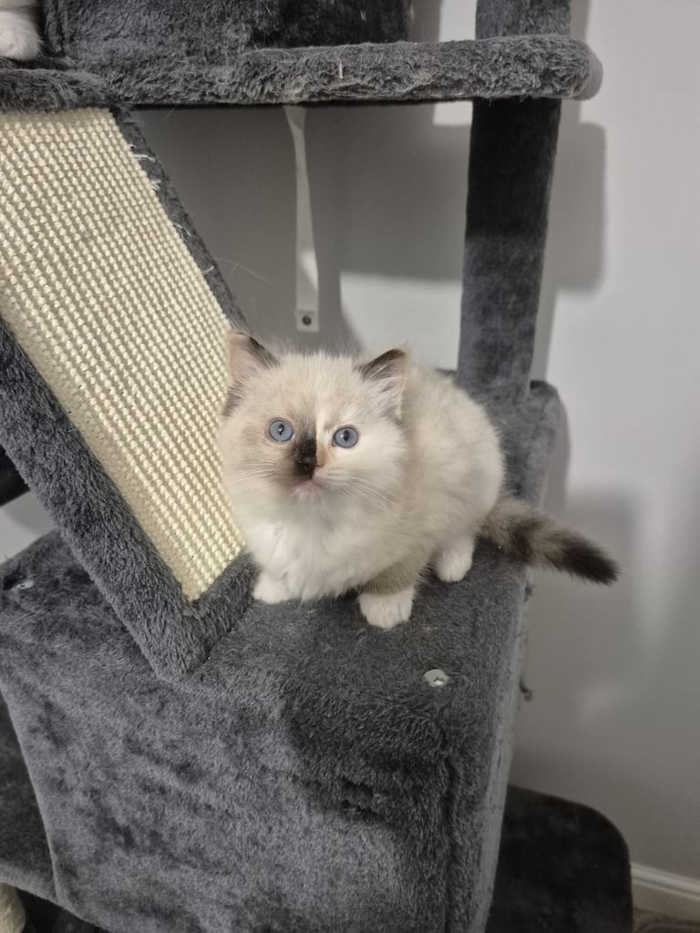 Pure ragdolls 2 flame points and rare mink tortie