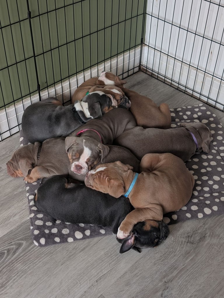 Old English/Tyme Bulldog - READY TO GO ! 