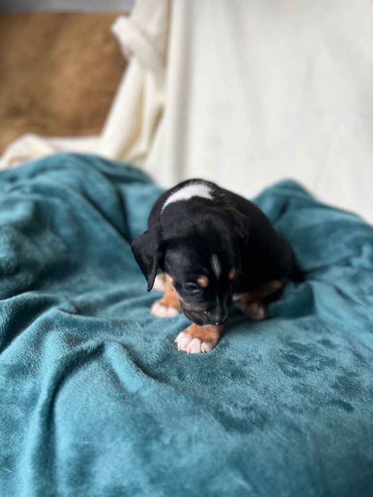 Old tyme english bulldog x Sproodle Puppy - Boy