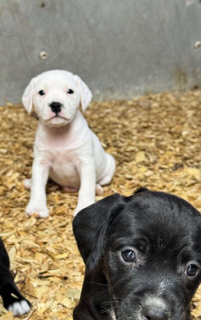 Adorable Cocker Jack Puppies