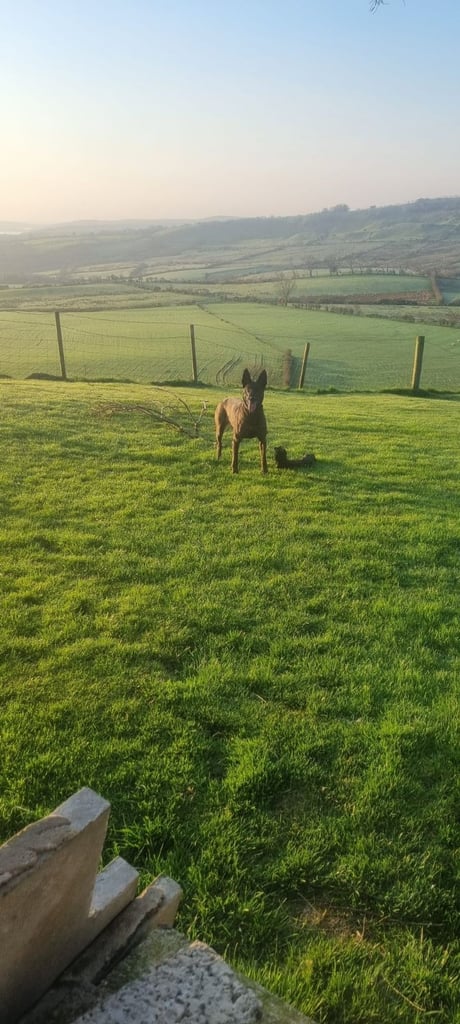 Belgian Malinois Belgium shepard Dutch Herder Dutch Shepard KNPV PSA