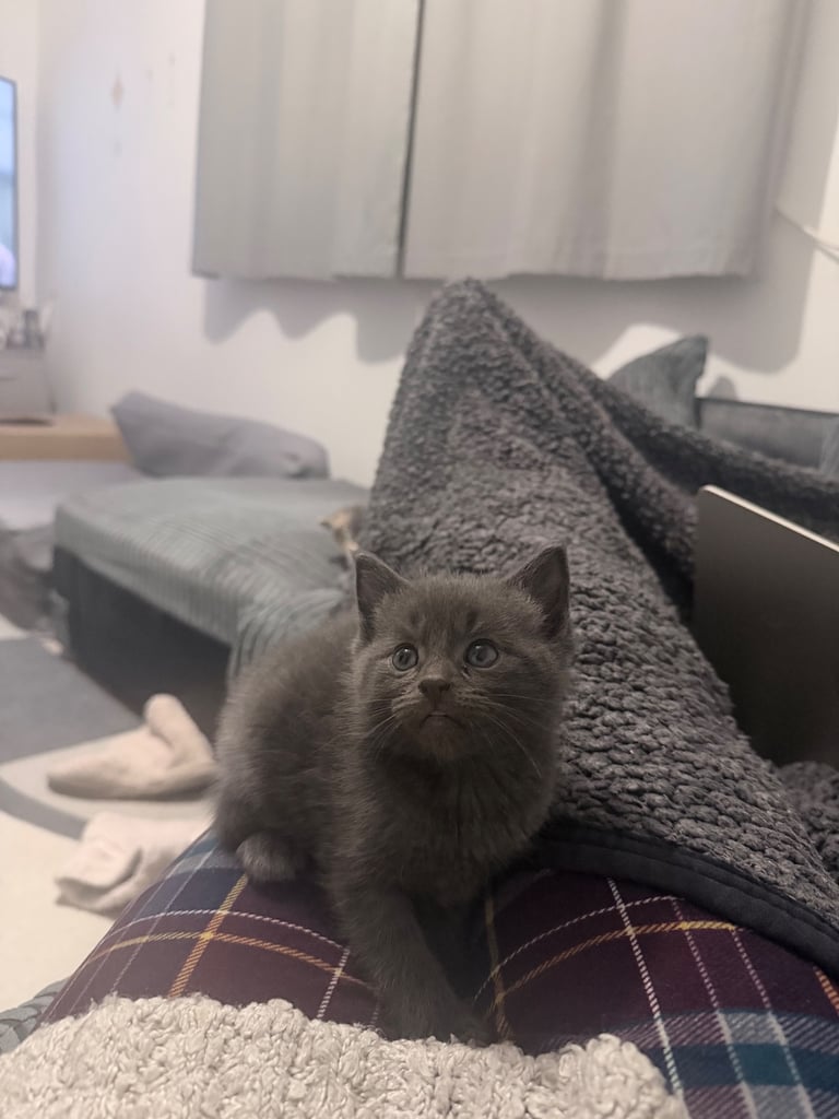 🐾 British Longhair Kitten – Boy 💙