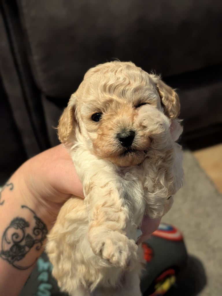 Toy poodle puppy 