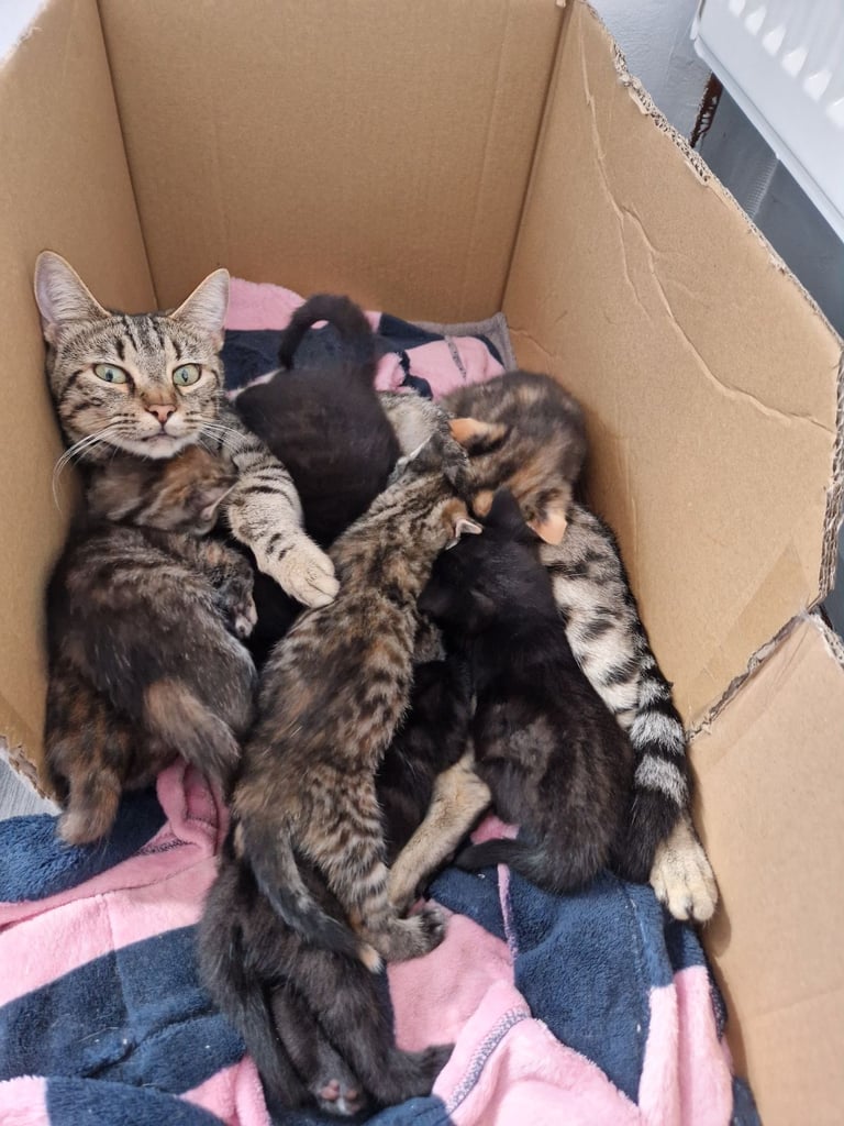 Adorable Kittens Ready for Their New Homes! 🐾