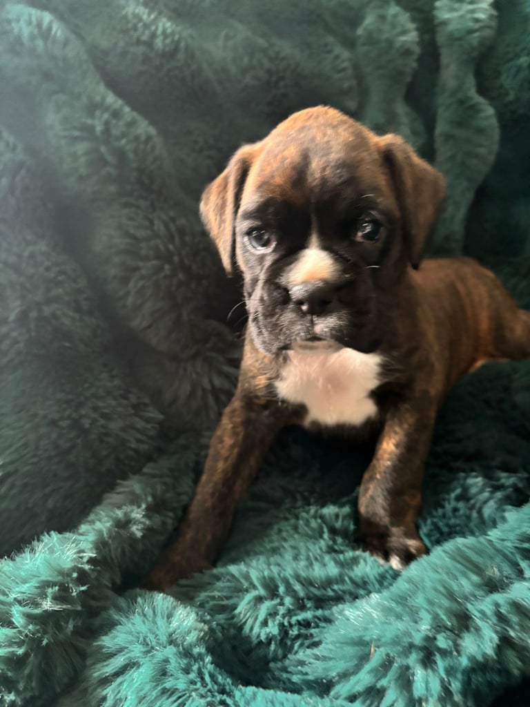 Brindle Boxer Puppies For Sale American Boxer Club Breeders Boxer