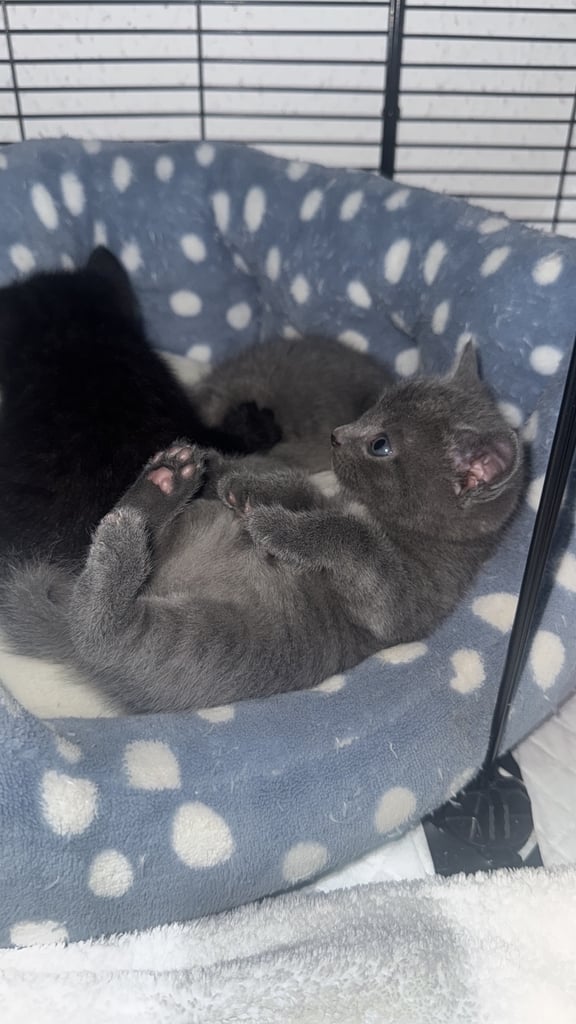 Russian blue kittens 