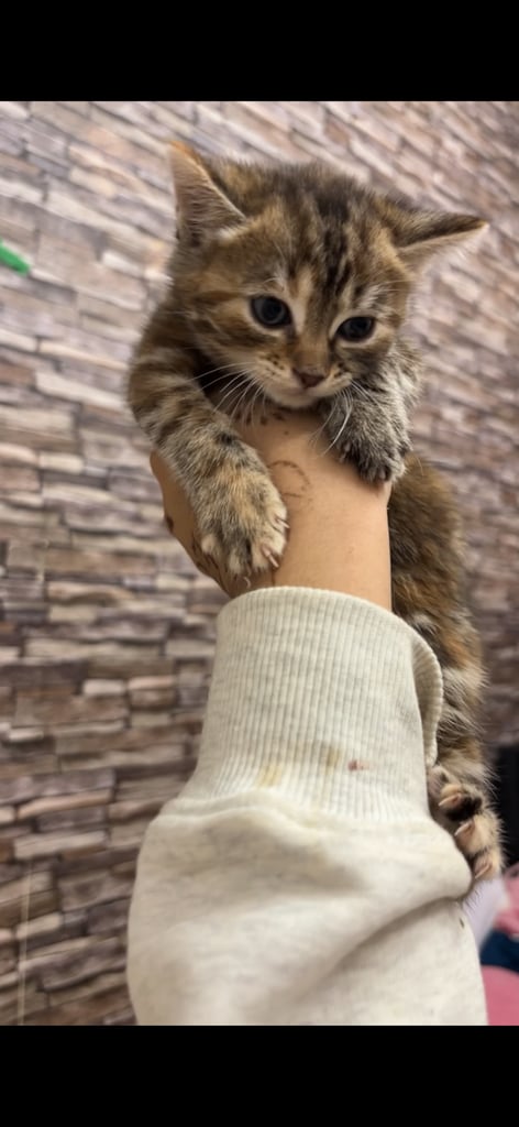 Parent Cat and Kittens for sale