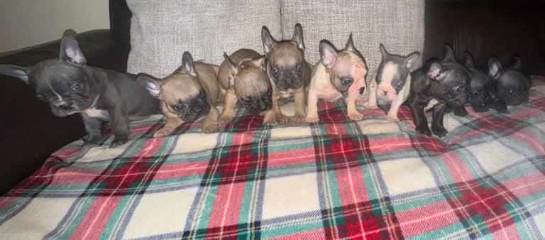 French Bulldog / Frenchie Puppies - Price Reduced!
