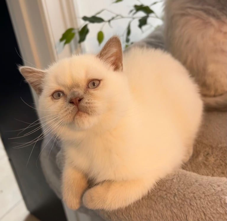 SELKIRK REX KITTENS READY NOW