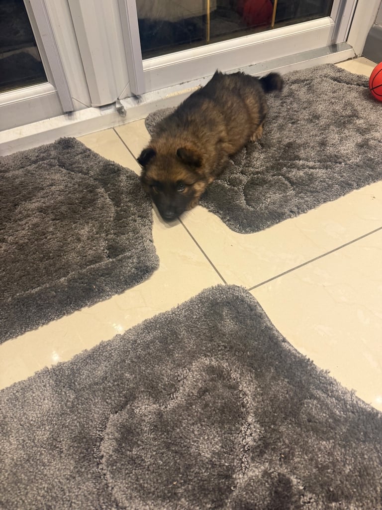 German Shepherd NOW READY TO GO 