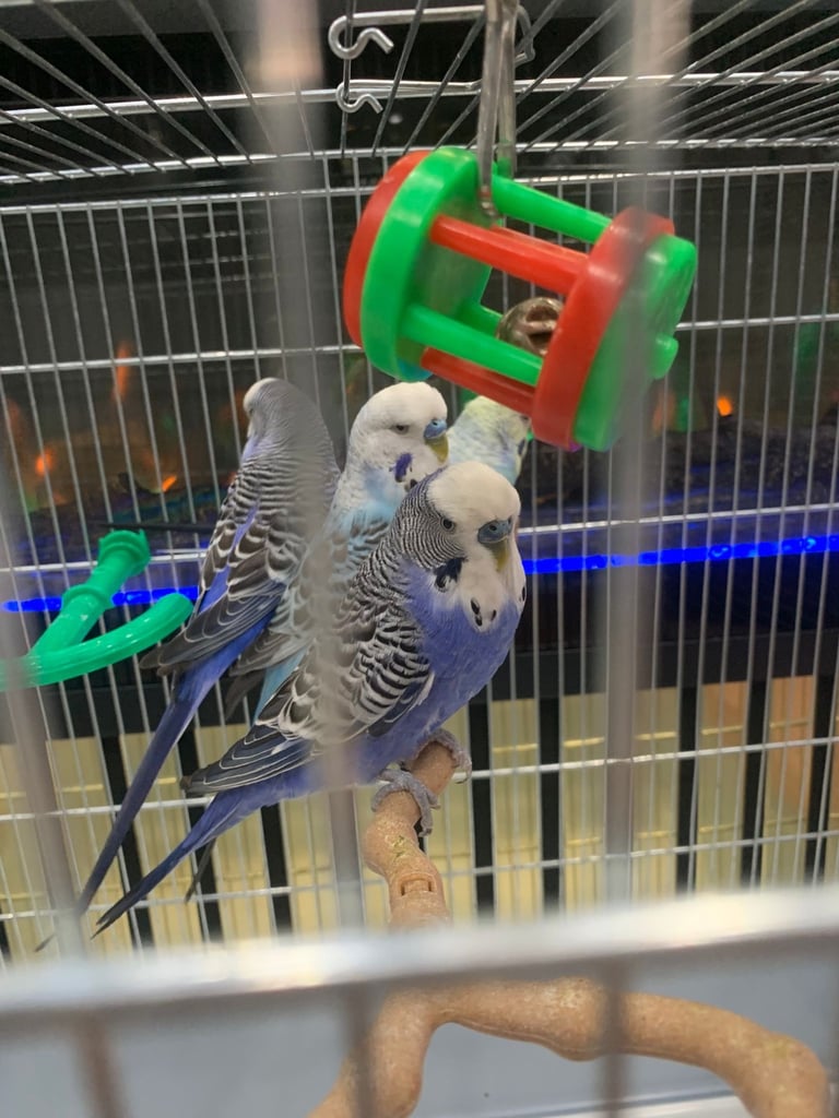4 Budgies and cage 