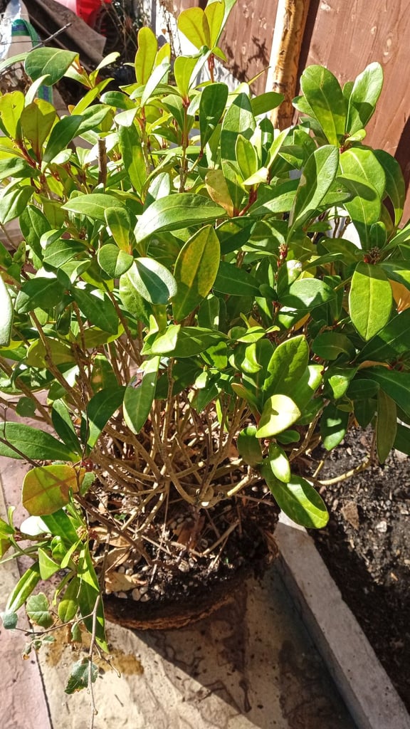 image for Evergreen shrub large established bush ex condition £20