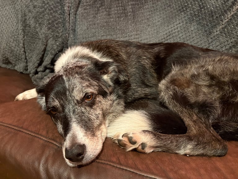 Murphy blue merle border collie
