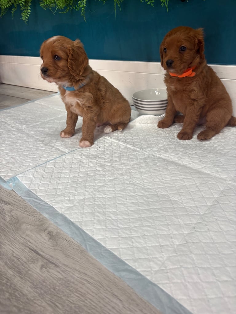 Cavapoo puppy’s 
