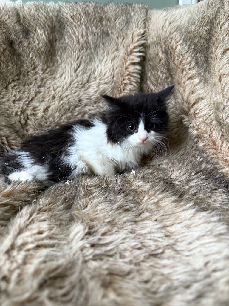 Kittens ready now 