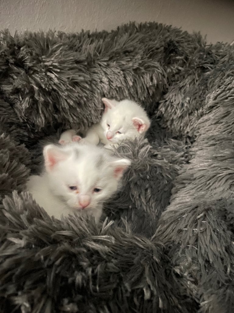 Beautiful Kittens Ready to go in 3 weeks in Banff, Aberdeenshire