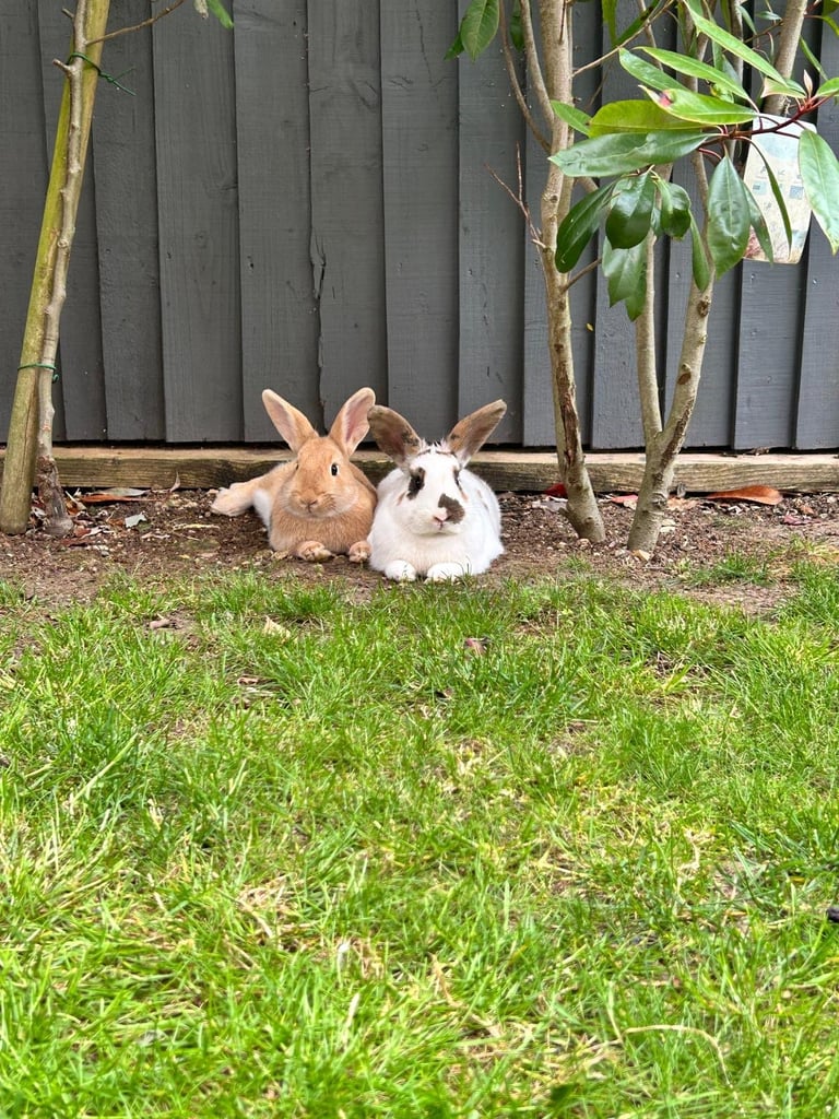 Adorable Bonded Rabbits Looking for a Loving Home 🐇
