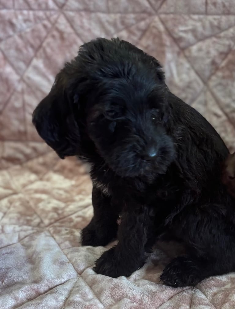 image for Gorgeous labradoodle puppy 