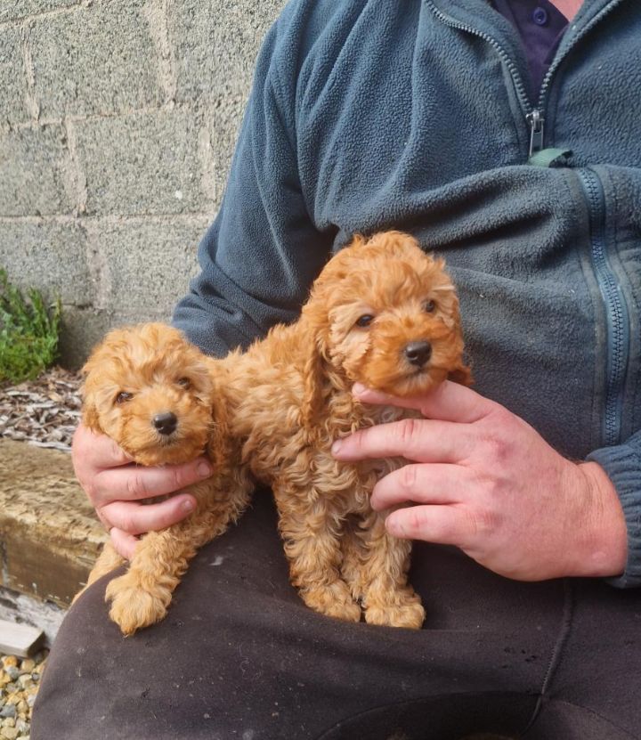 image for Cavapoo
