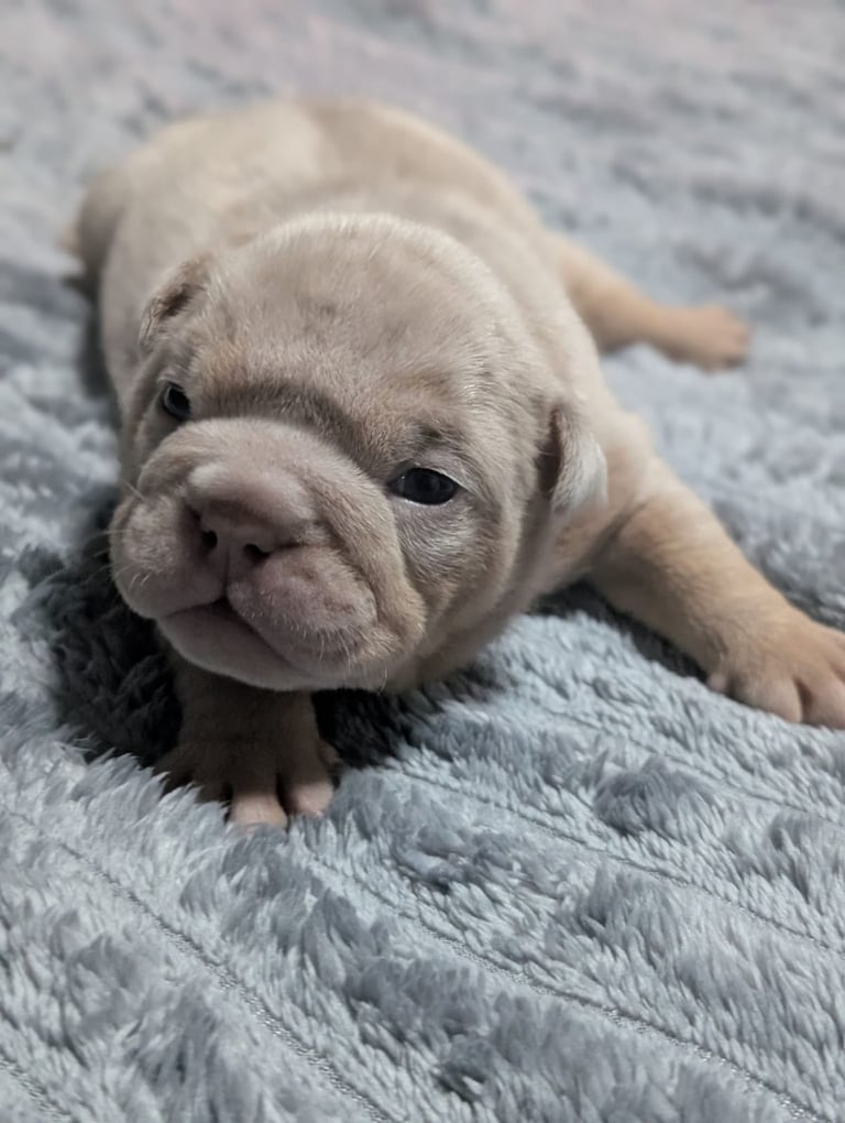 Beautiful Rainbow Litter Of New English Bulldog 