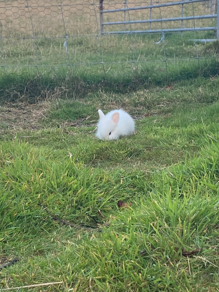 The lion head cross lop