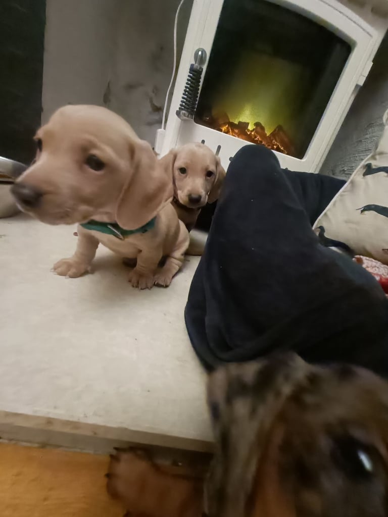 Miniature dachshund puppies 