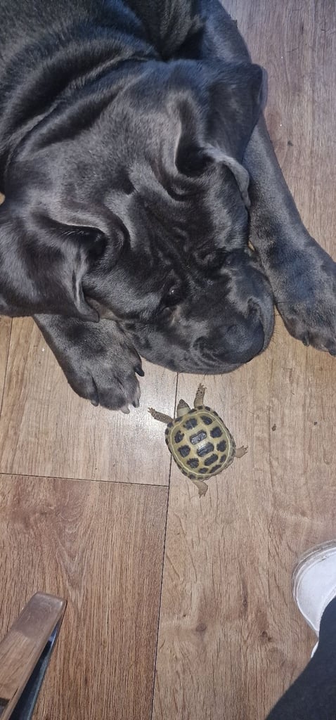 image for Cane corso