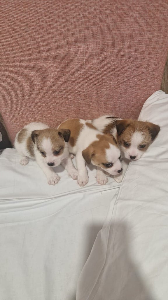 Jack Russell puppies
