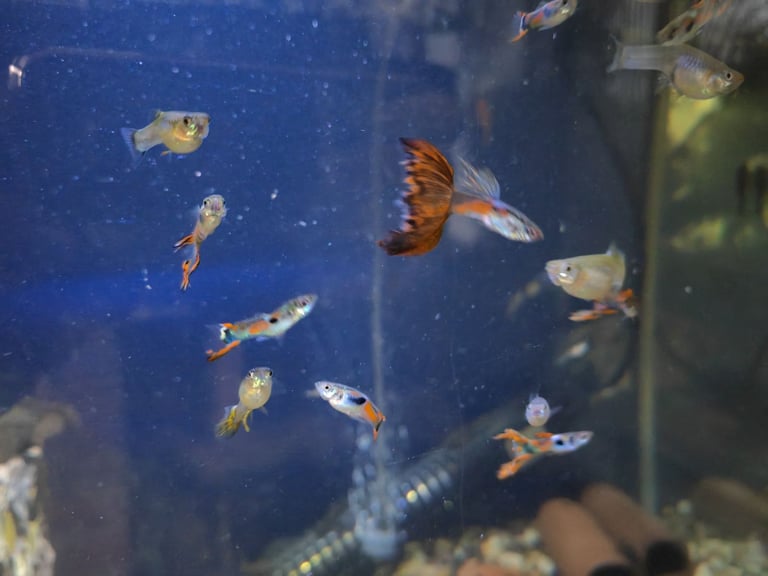 Tropical fish guppy and bristlenose pleco 