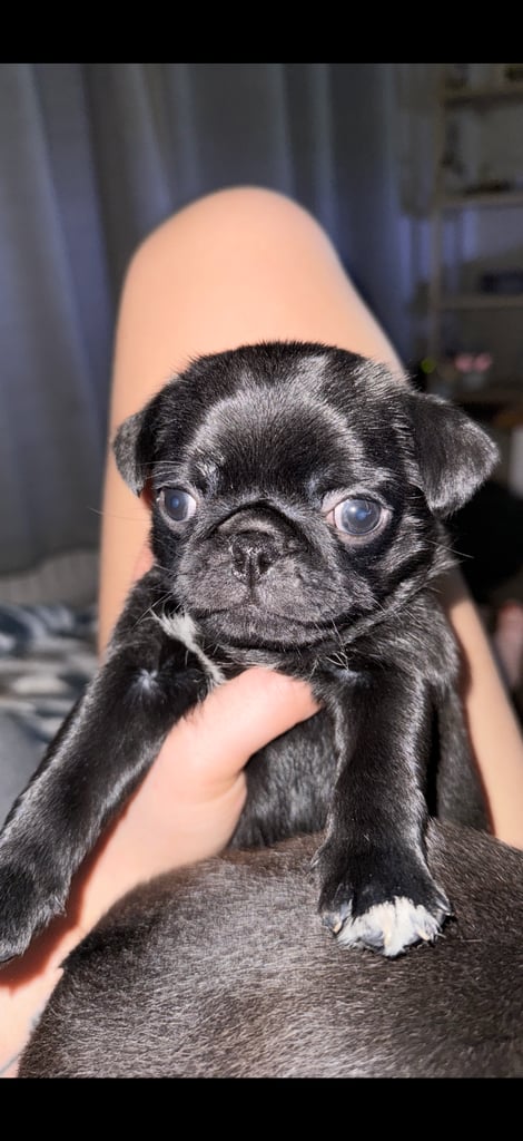 KC Pug Puppies 