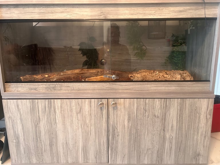 Ball Python and 4ft vivarium and cabinet 