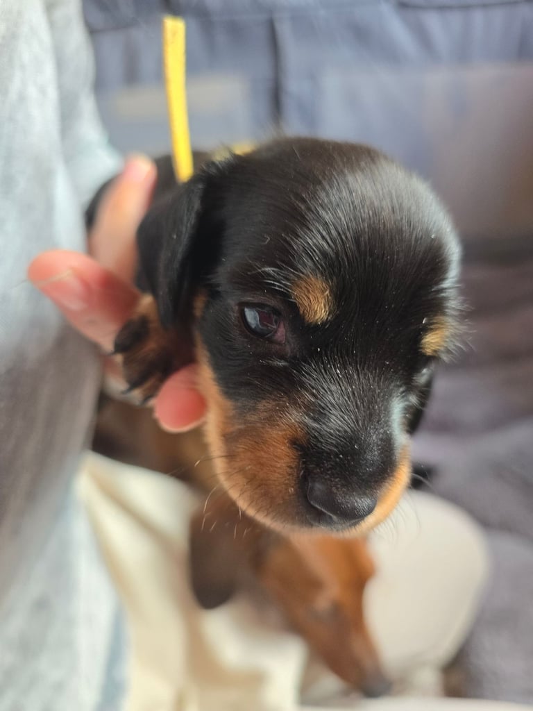 Miniature Dachshunds Seeking Forever Homes 