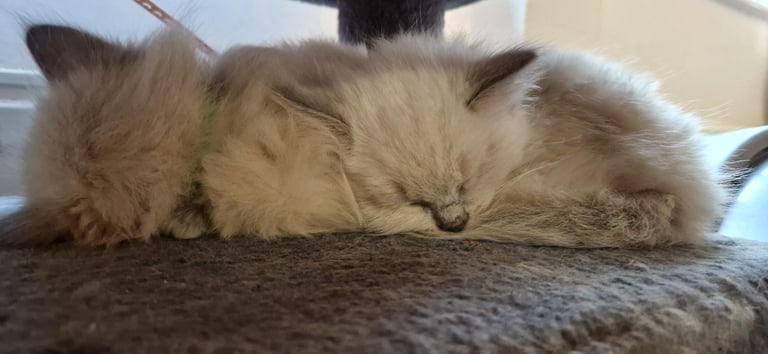 Ragdoll kittens 