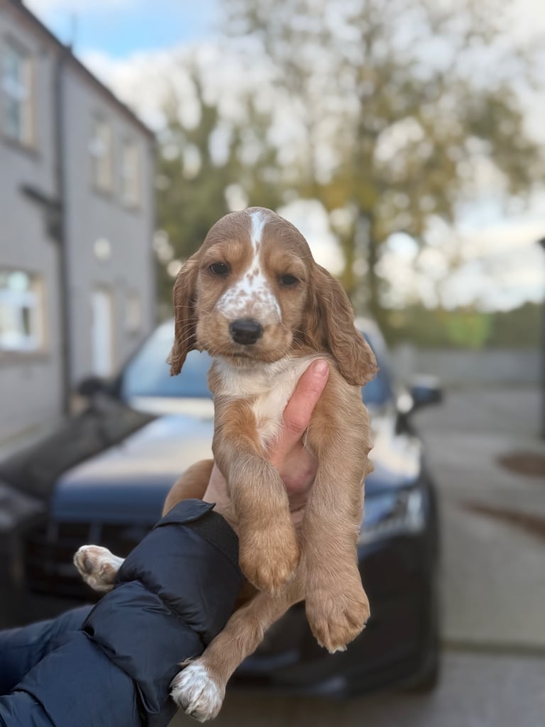 Cocker spaniel puppies 