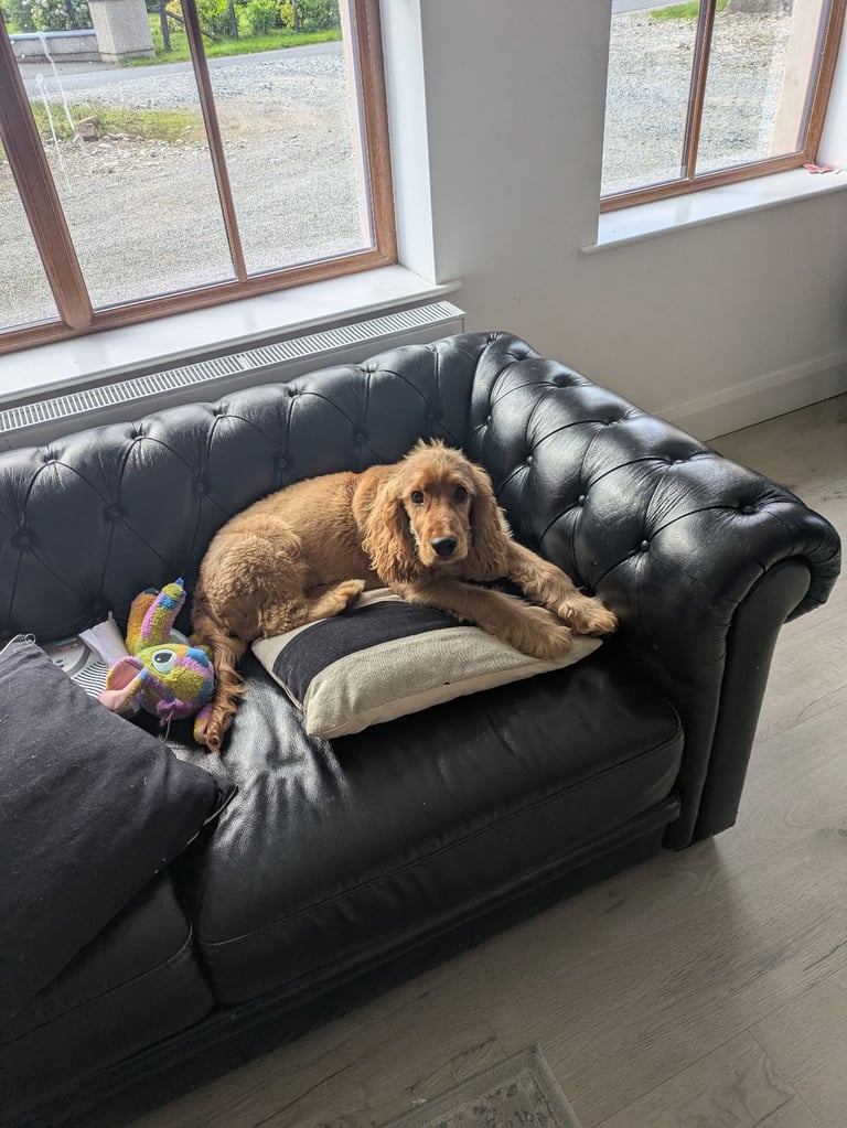 Cocker spaniel puppy 7 months old 