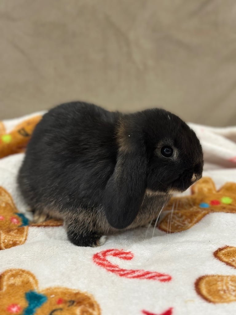 Mini lops bunnies 