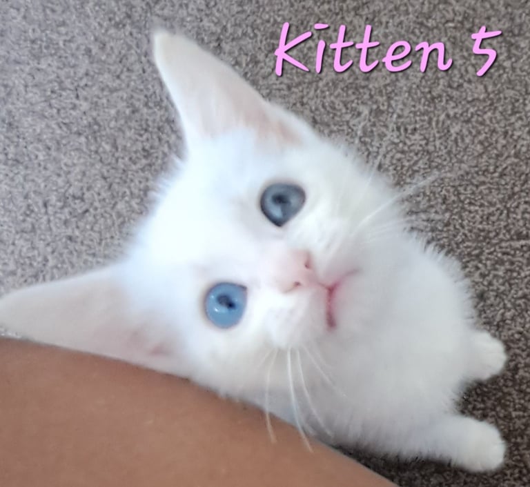 4 Stunning kittens for sale
