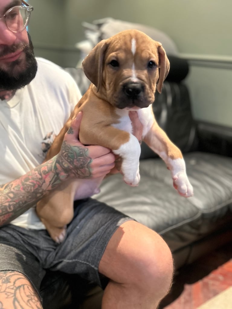 Puppies ready for their homes (Tan/Boy)