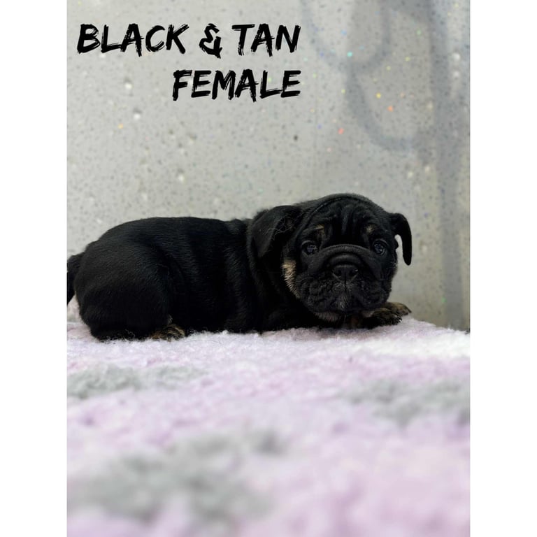 English bulldog 