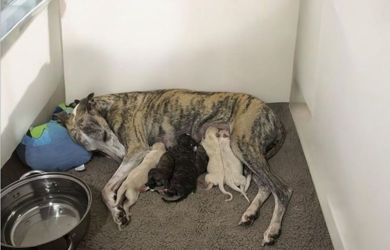 Full Pedigree Whippet Puppies