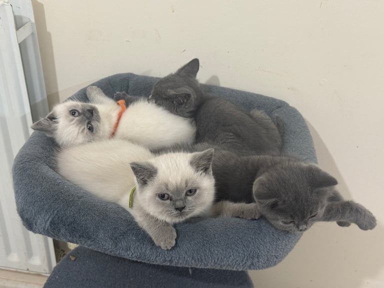 British Shorthair Kittens: 2 Blue Boys, 3 Colourpoint (2 Girls, 1 Boy) – Ready for Their New Homes