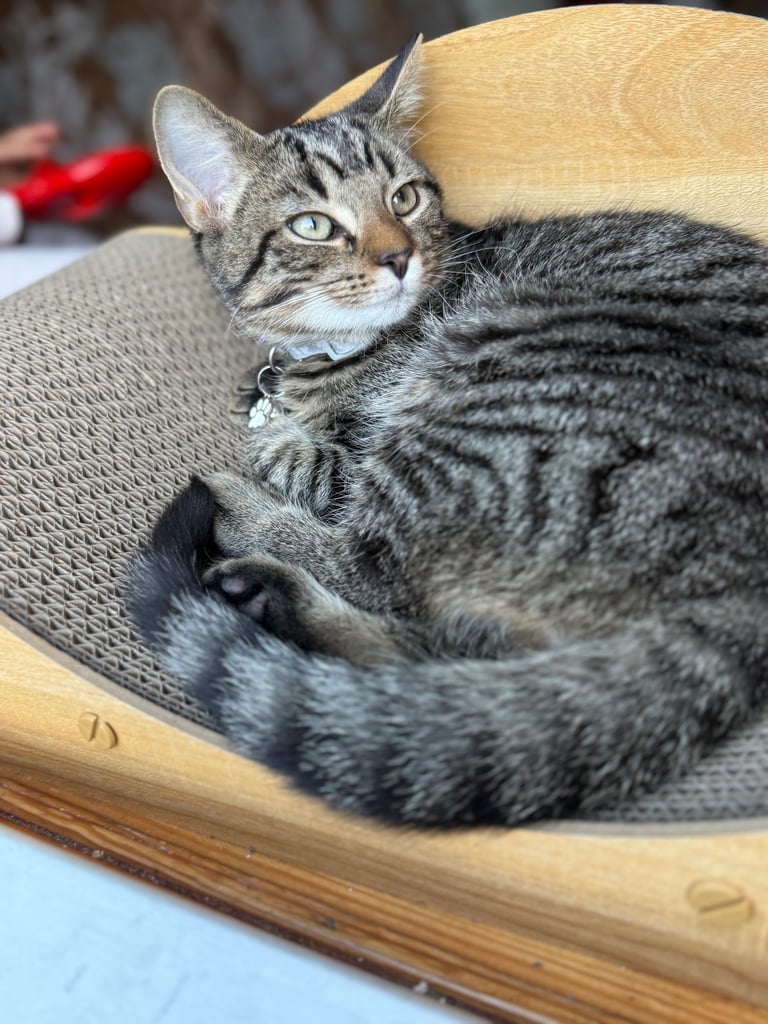 Male kitten for sale 