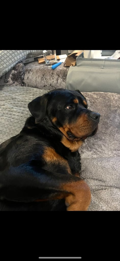 Beautiful rottweiler 